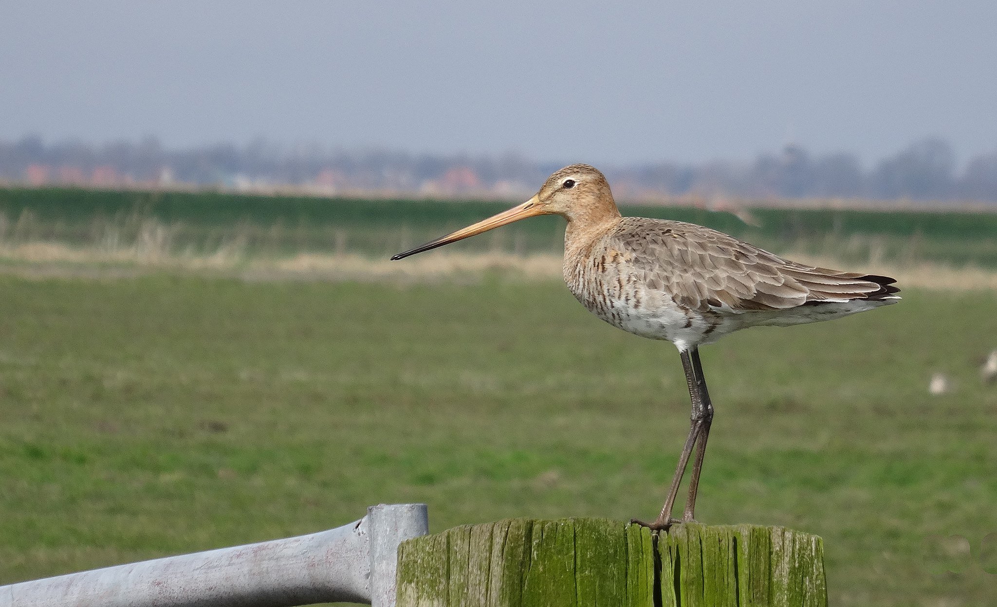 Millions of euros earmarked to save the black tailed godwit