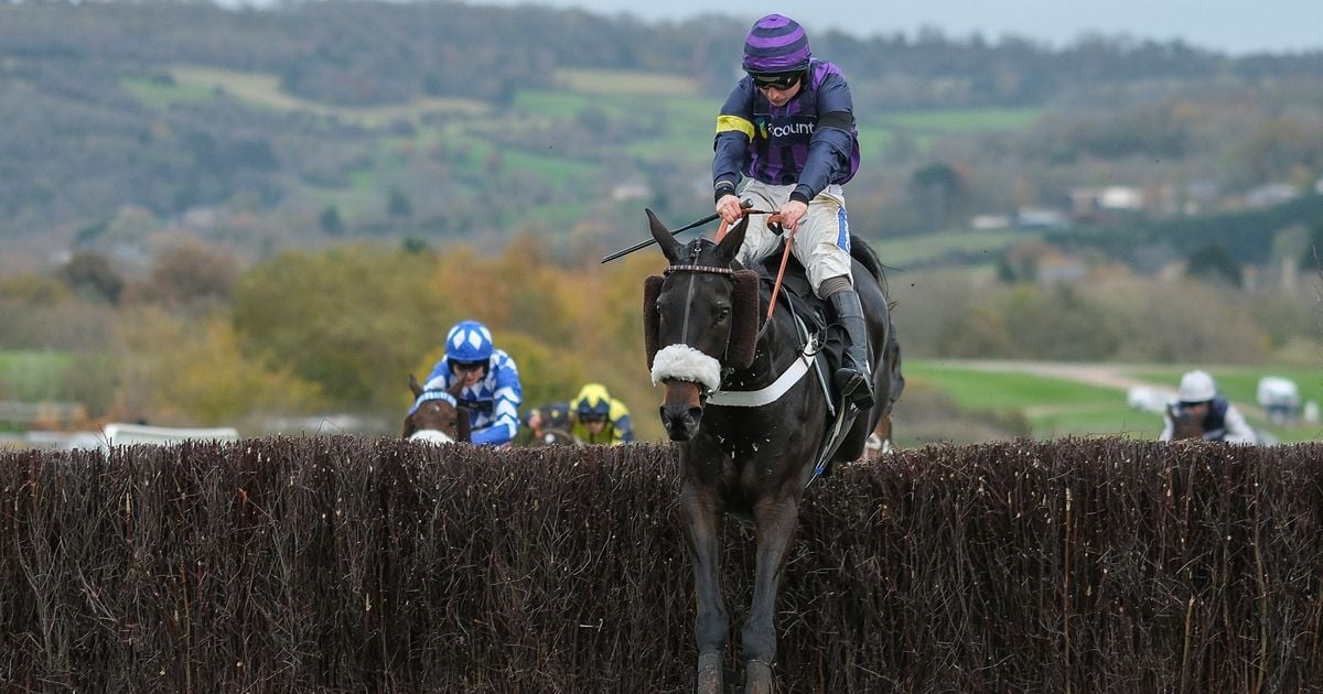 Deaths of three horses at Cheltenham 'could not have been predicted or prevented'