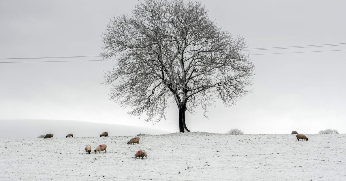 In pictures: Stunning images of Ireland blanketed in snow amid sub-zero Arctic blast