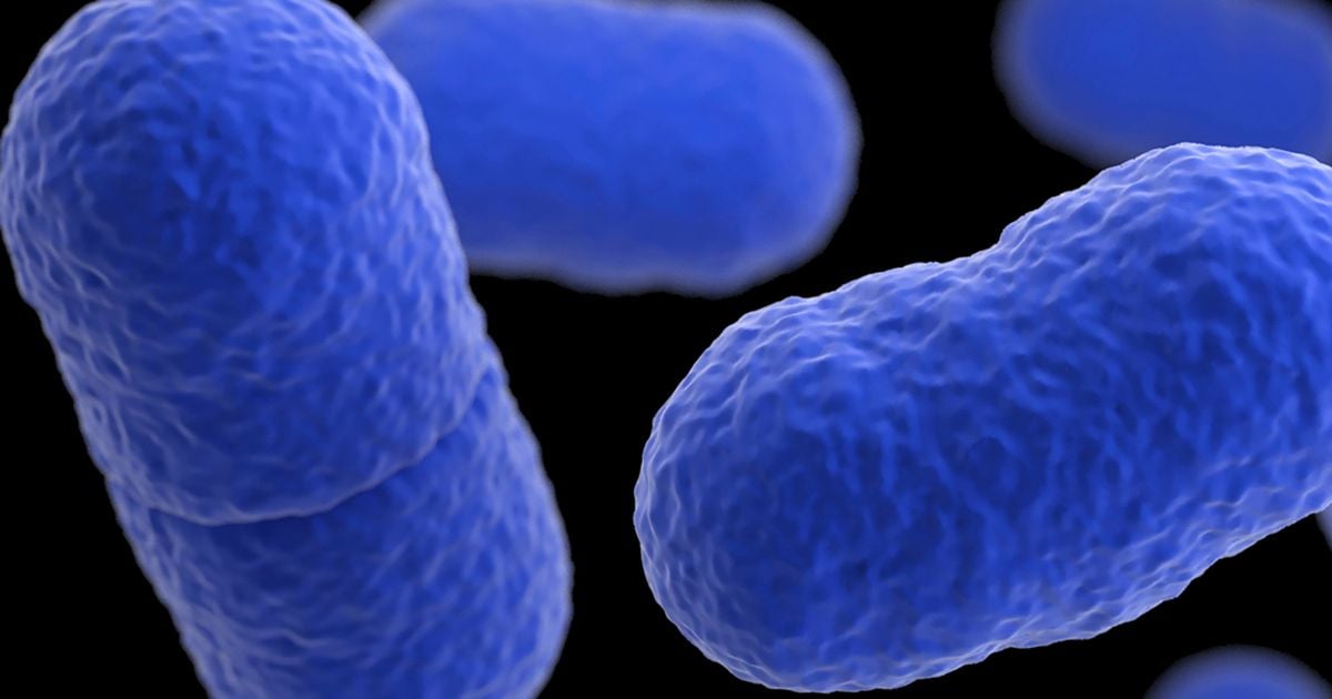 Listeria outbreak horror as boy, 10, dead and at least 10 sick from 'contaminated meat'