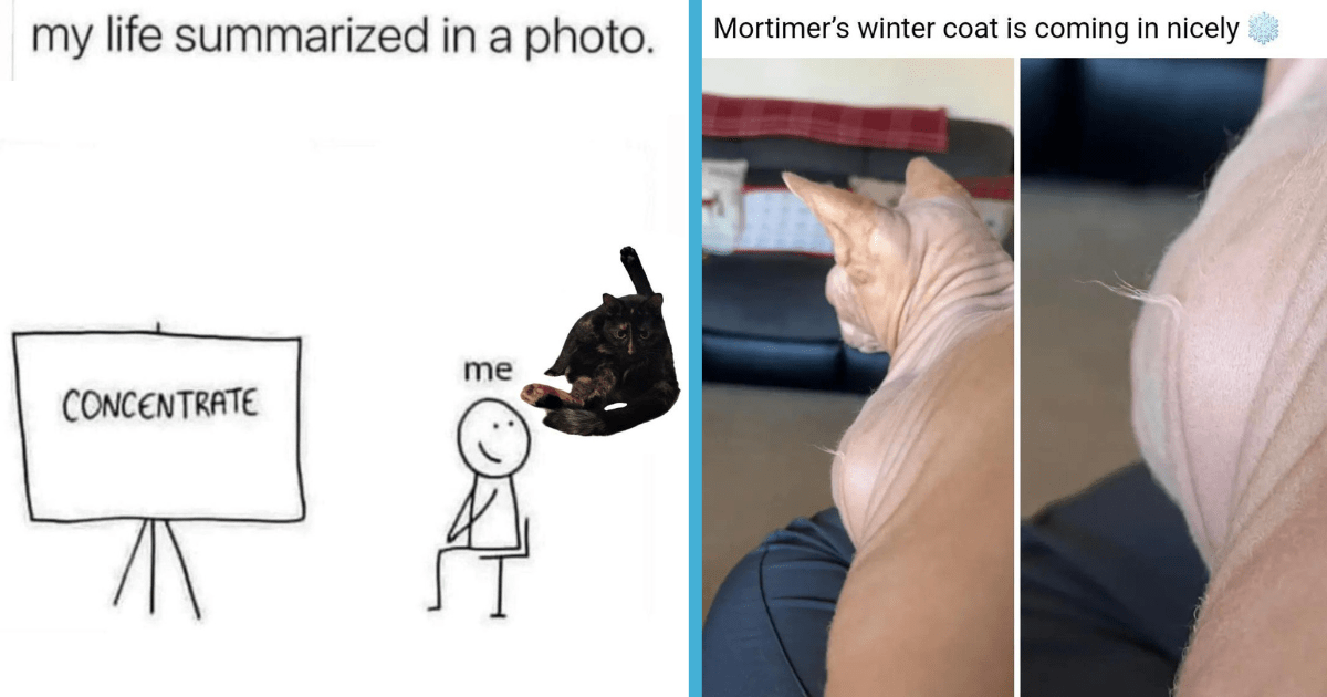 26 Hissterical Cat Memes To Help You Meow Through The Pain Of Finishing Another Weekend (November 24, 2024)