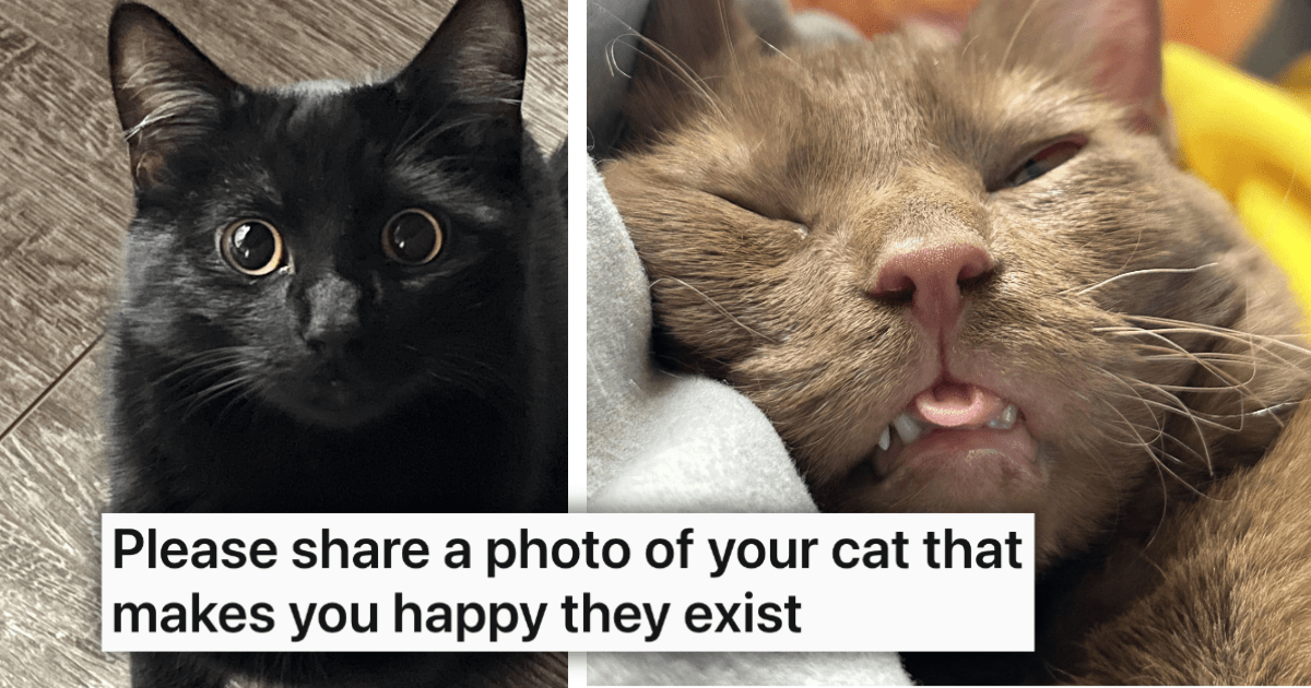 23 Furry Reasons in the Form of Feline Munchkins to Get Out of Bed in the Morning That Keep Meowing at Us For Breakfast