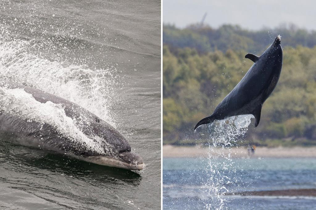 Lonely dolphin has 'highly vocal' conversations