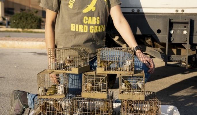  Foreign bird ringer has license suspended over involvement in Maltese finch trapping 