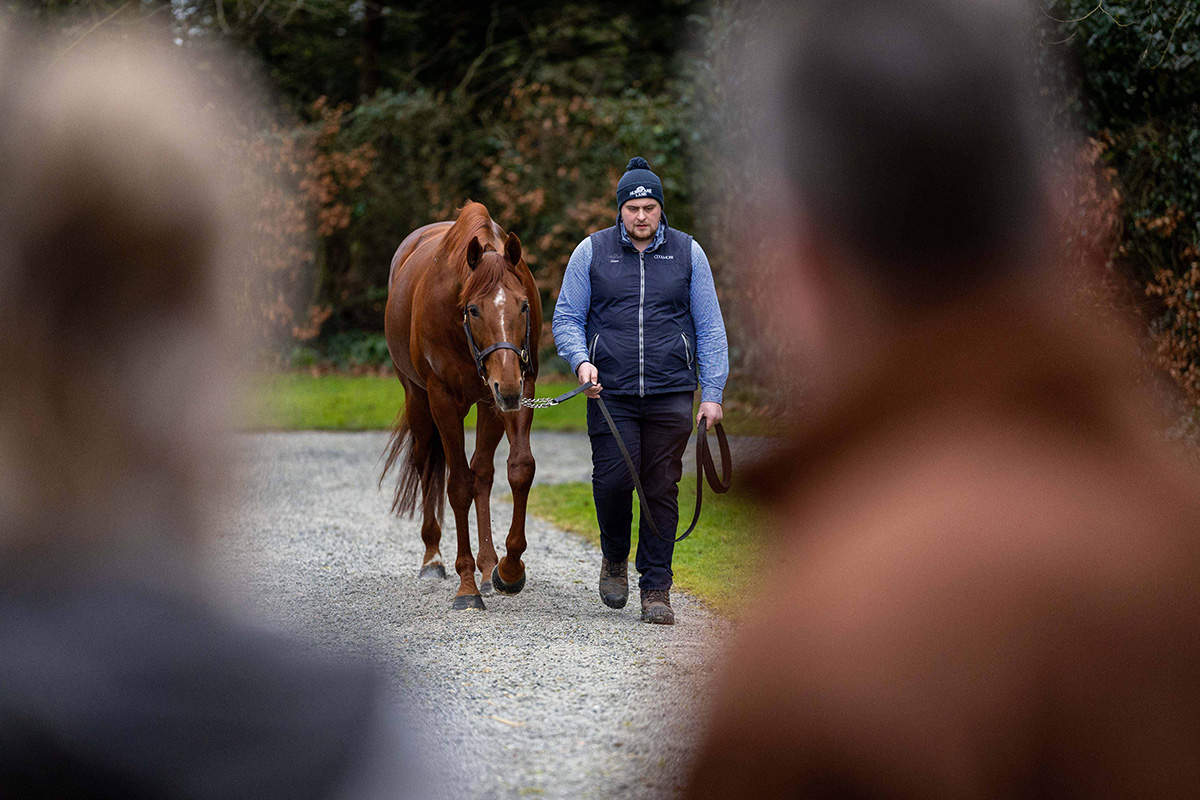 Leading farms to open their doors for ITM Irish Stallion Trail