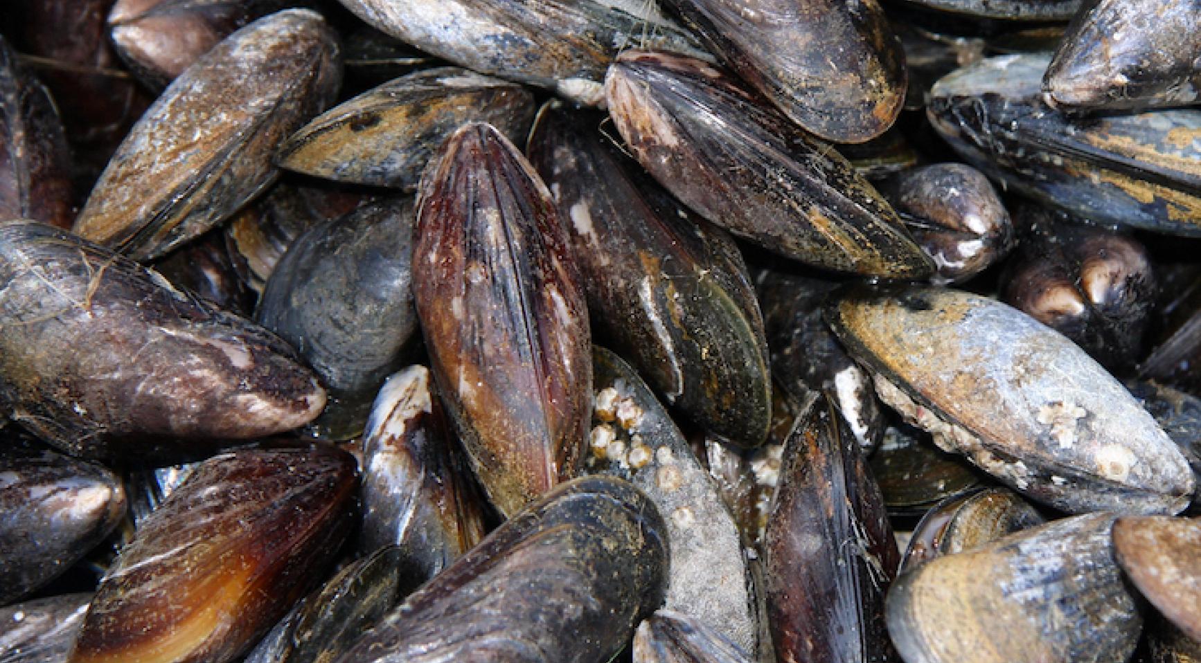 Mussels: advancements in sustainable cultivation and research at WU