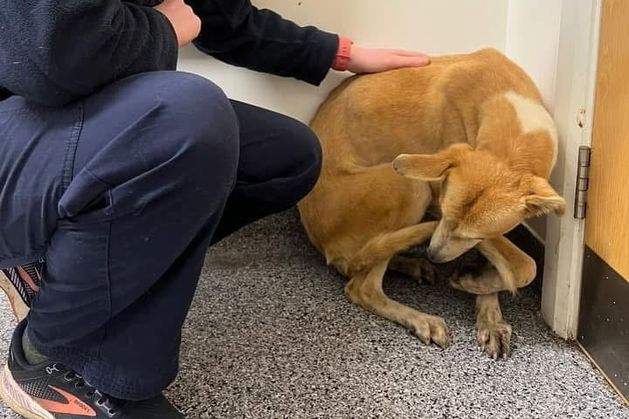 Four 'traumatised' dogs found abandoned in Kilkenny after one was thrown into the river