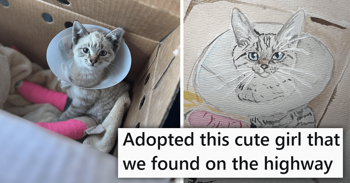 'She was thrown from a car': Person Sees a Motionless Cat on the Highway, Realizes the Kitten Is Alive, and Stops Everything to Rescue Her