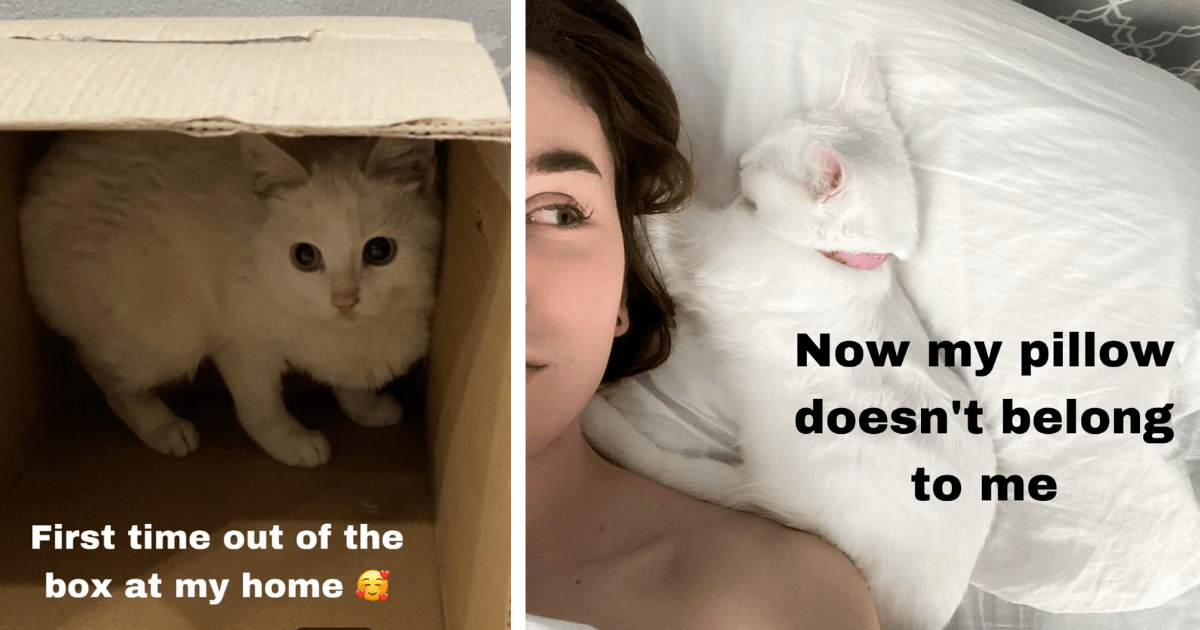 Purrfect Meowliday Story: Warm Loving Cat Mom Shares Her Tear-Jerking Journey to Becoming Soulmates With Her Rescue Kitten in Series of Uplifting Photos