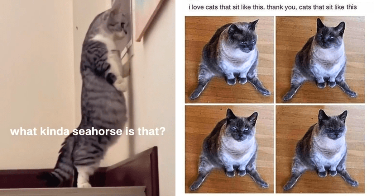 23 Coo-Coo Cat Memes That Can Kick Out Normie Sadness so You Can Embrace Cat Coo-Cooness