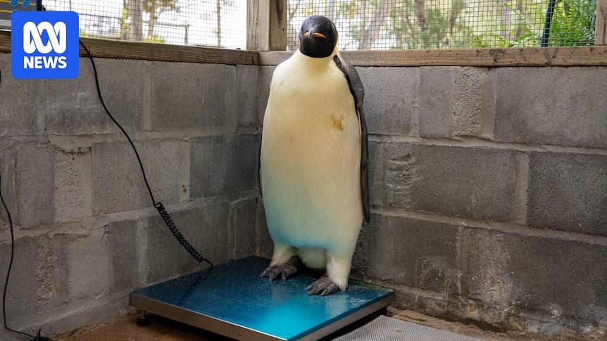 Lost emperor penguin recovering after record journey across Southern Ocean