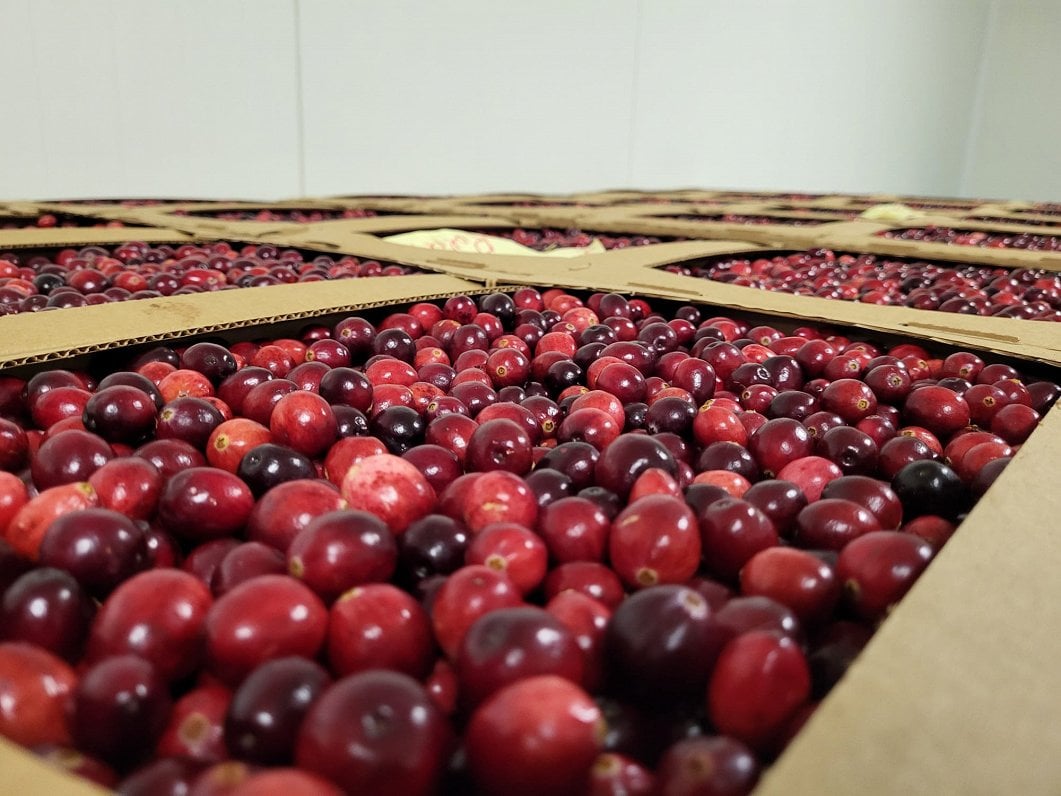 Latvia's cranberry farmers report bumper crop, but worries over future labor supply