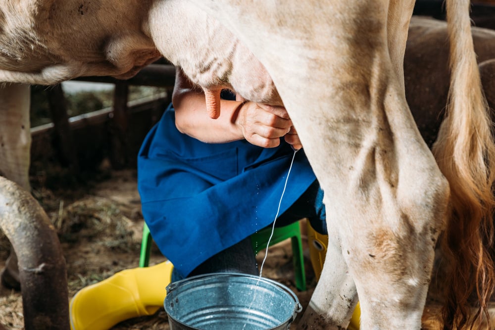 Filipino workers step in to milk cows in a small Hungarian village