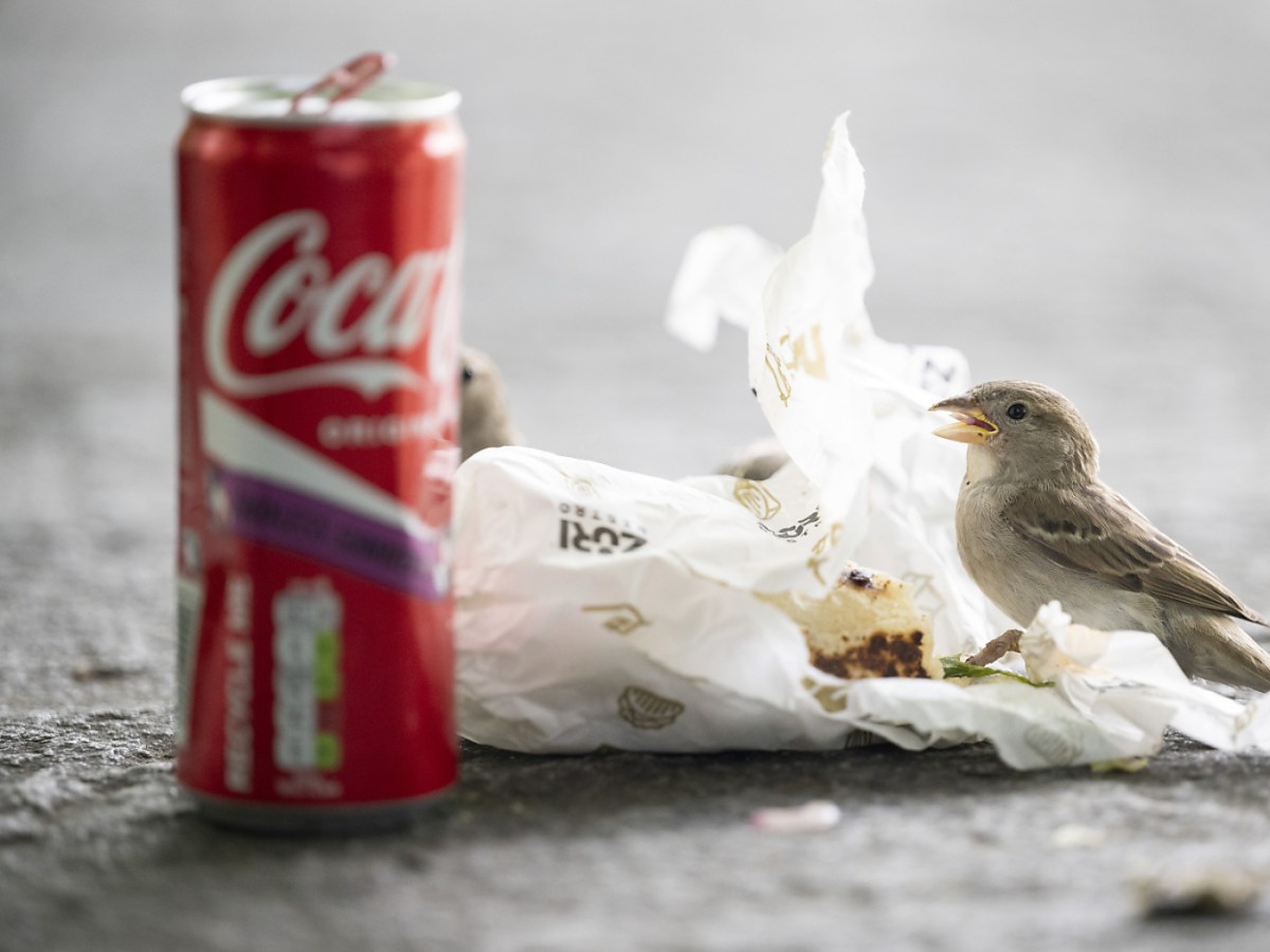 Poll: most Swiss believe littering is steadily decreasing