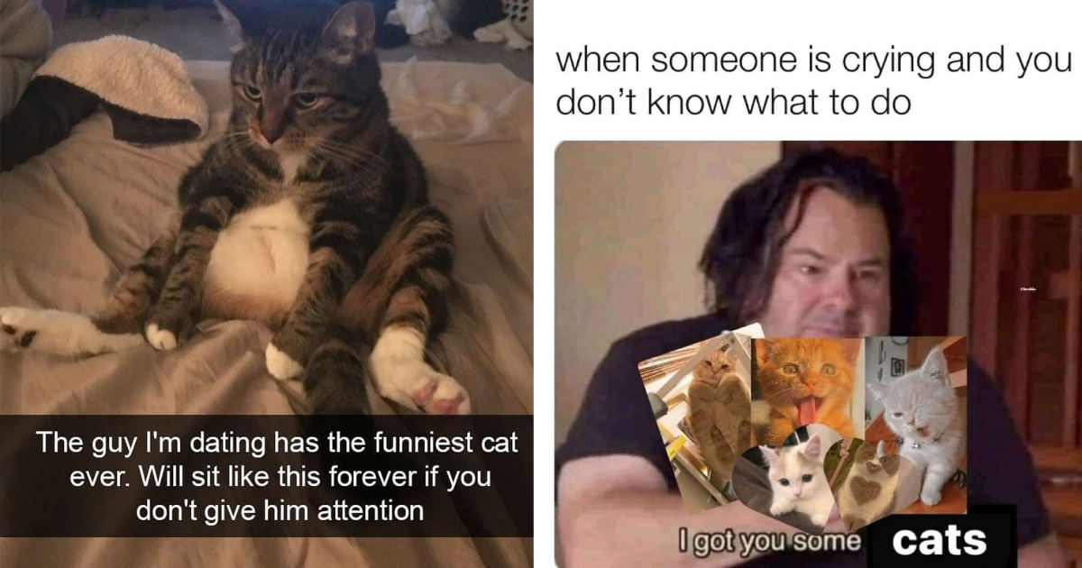 Don't Get Kicked Out of Thanksgiving Dinner: 21 Calming Cat Memes for Feline Fanatics Who Are at Risk of Being Removed from the Dinner Table for Obsessing Over Cats