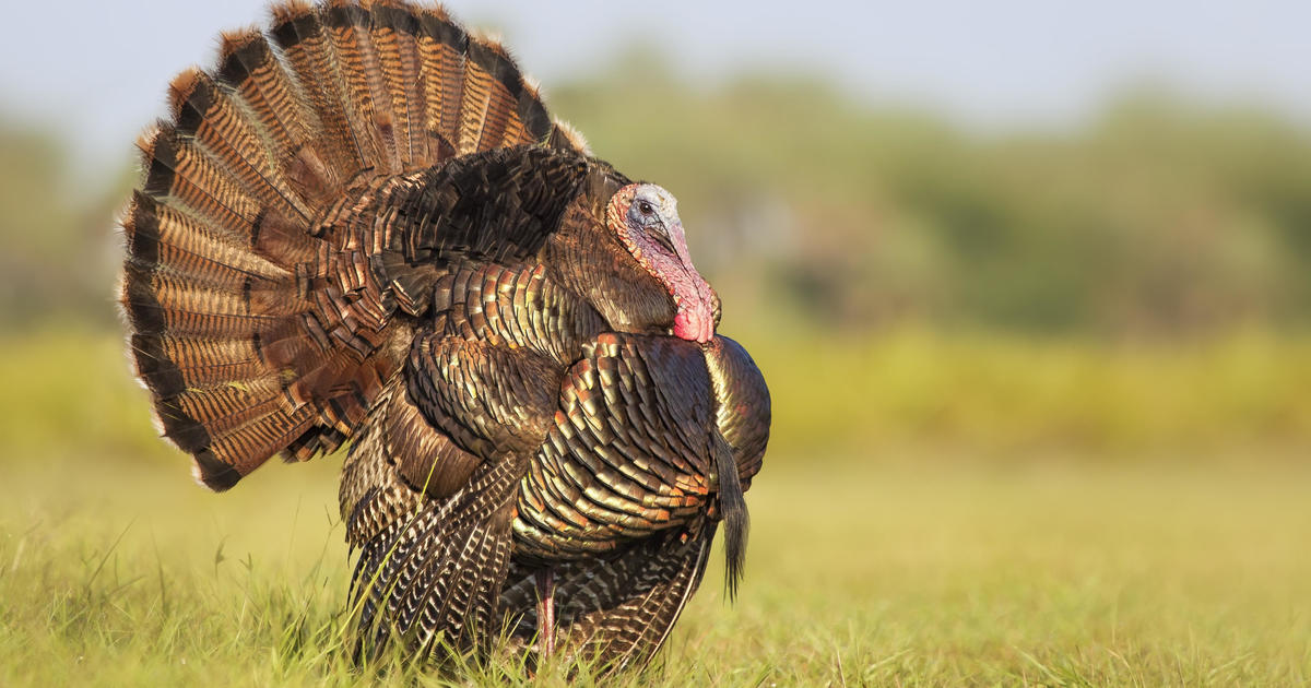 Why do we eat turkey on Thanksgiving? The history of the holiday's traditional foods