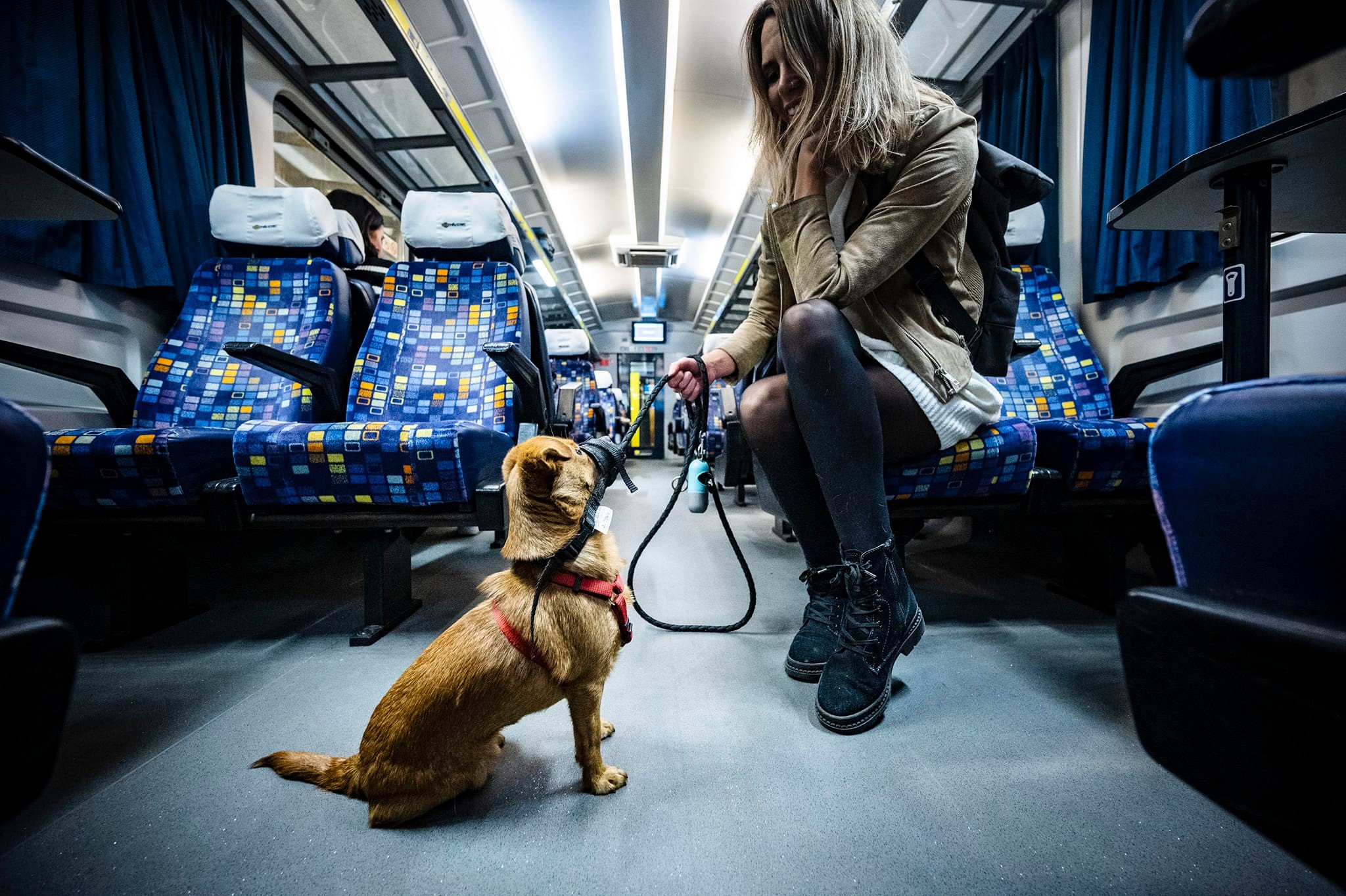 Bicycle and Dog Transport to Be Free of Charge on Trains in Budapest