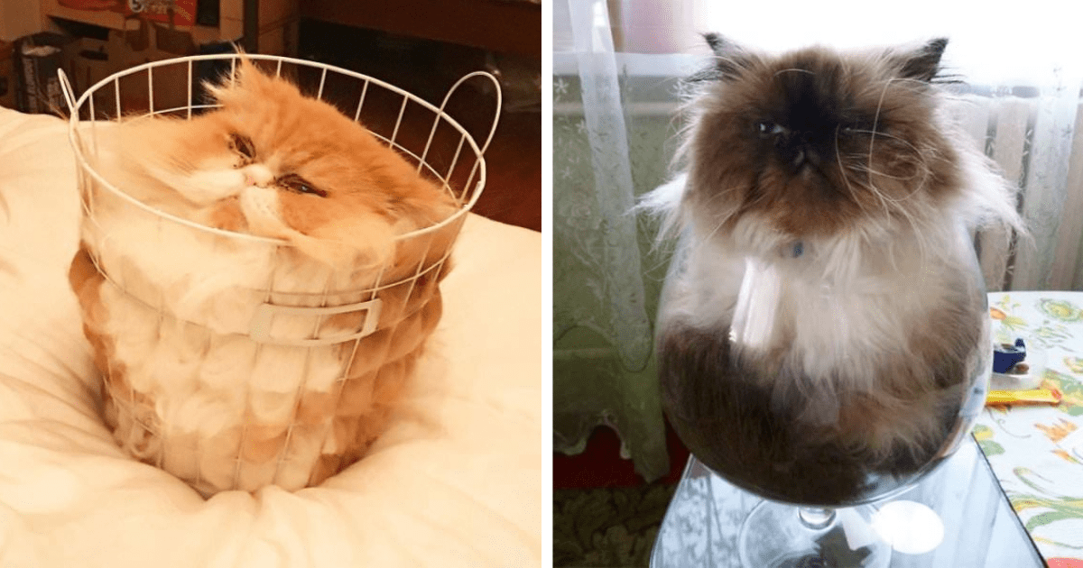 28 Hilarious Pictures of Literally Liquid Cats Meltier Than the Butter on Your Thanksgiving Rolls