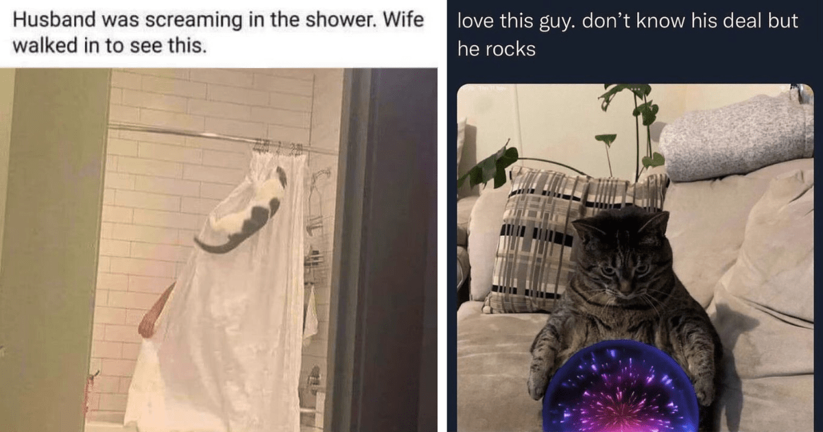 23 Fuzzy Feline Memes of Fine Quality For Funny Feline Fanatic Fans Who Admire Cat Audacity