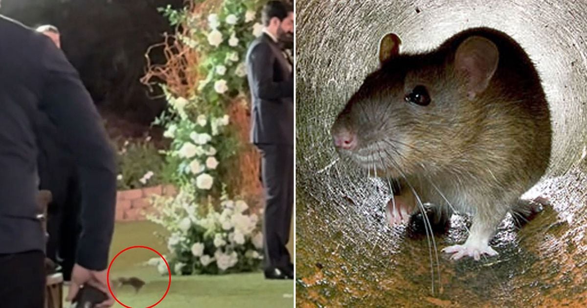 Moment rat interrupts groom's emotional wedding vows in front of stunned friends and family