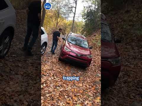 Terrifying moment creeping black bear gets in family&#39;s car