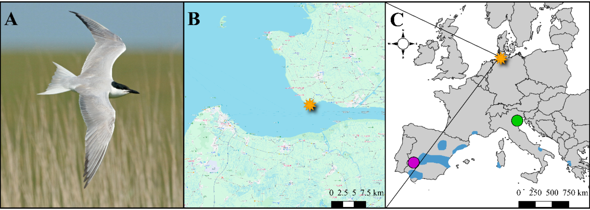 Assessment of genetic diversity in a locally endangered tern species suggests population connection instead of isolation