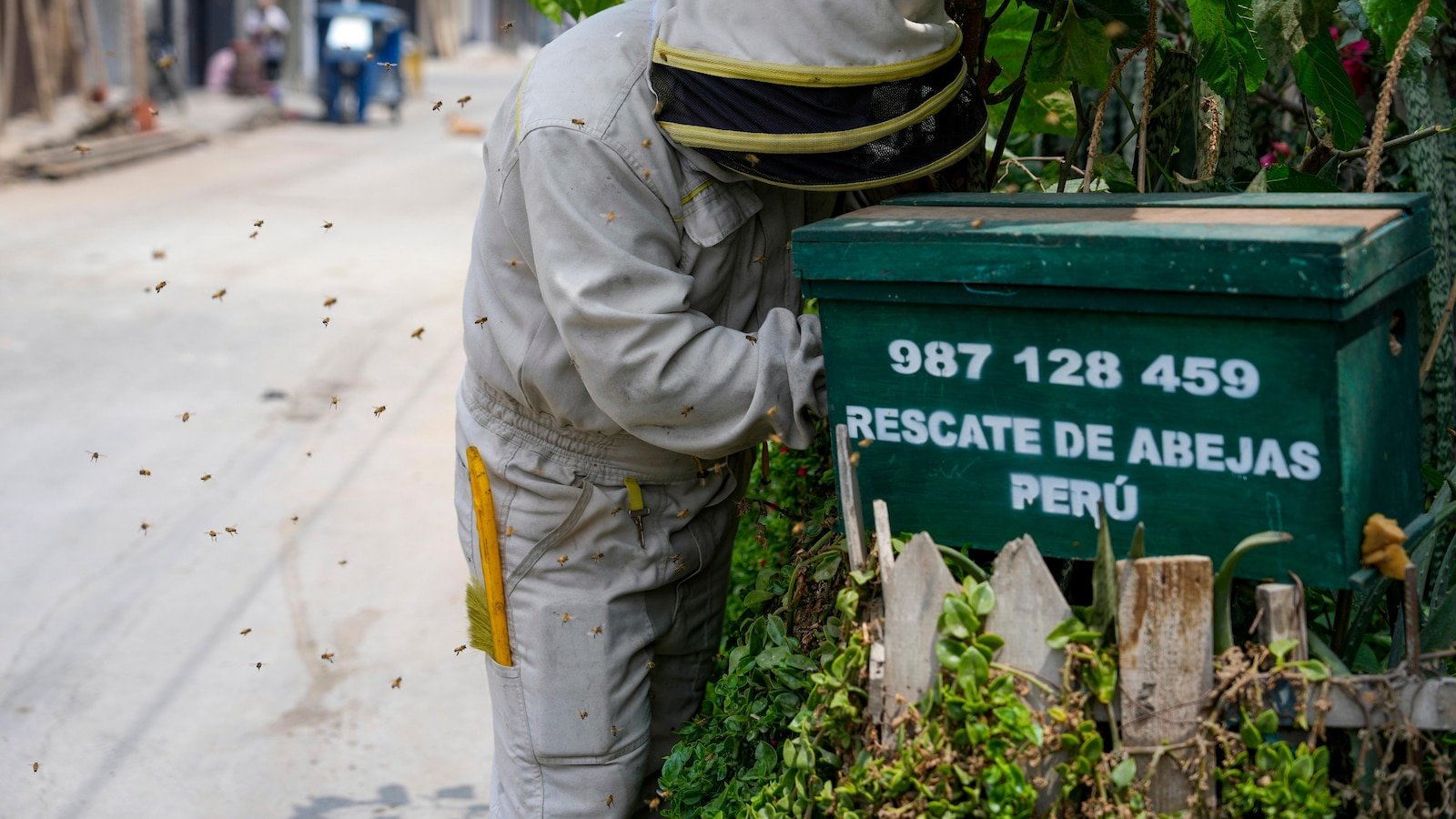 Bee 'rescuer' in Peruvian capital plies his trade with passion, free of charge