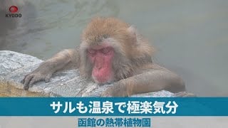 Hakodate Monkeys Enjoy Hot Springs