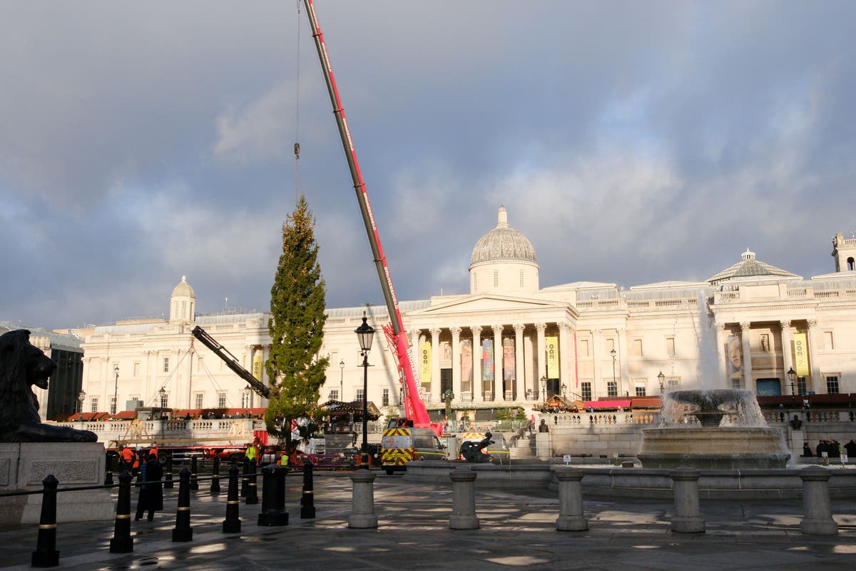 Trafalgar Square Christmas tree mocked as it is put up after arrival in London from Norway