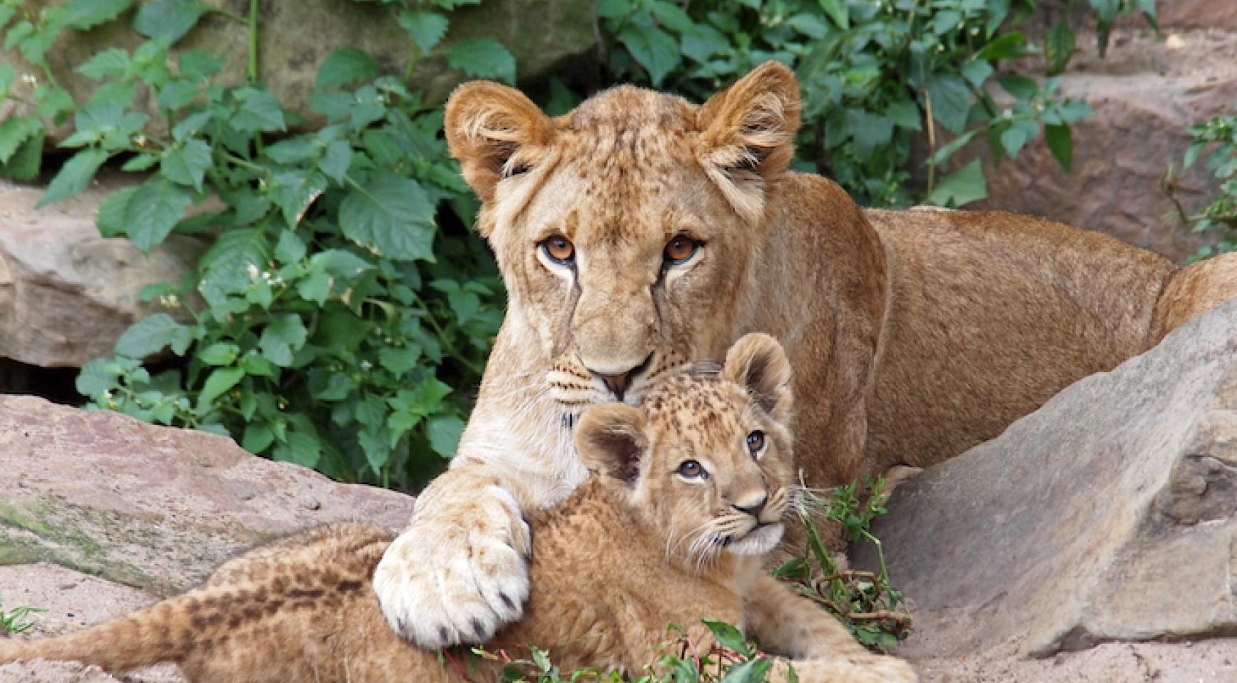 Dutch animal welfare organization rescues 12 lions from French circus