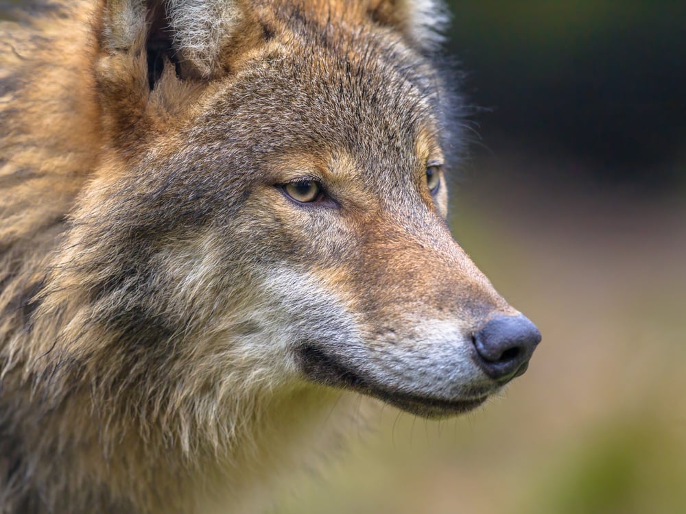 European Commission to relax rules for protecting the wolf