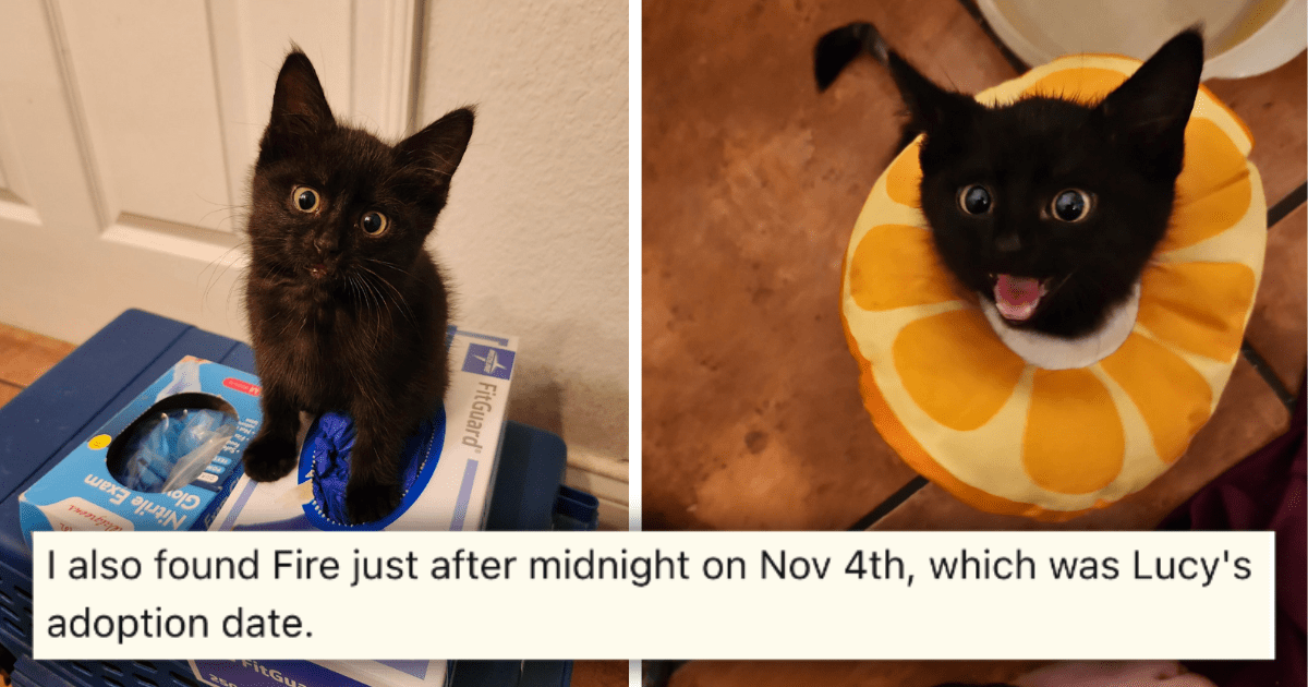 'I don't necessarily believe in that stuff, but...': Feline Pawrent Saves Injured Kitten on the Same Adopta-versary of Their Void Who Recently Passed Over the Rainbow Bridge in Heartwarming Rescue Sto