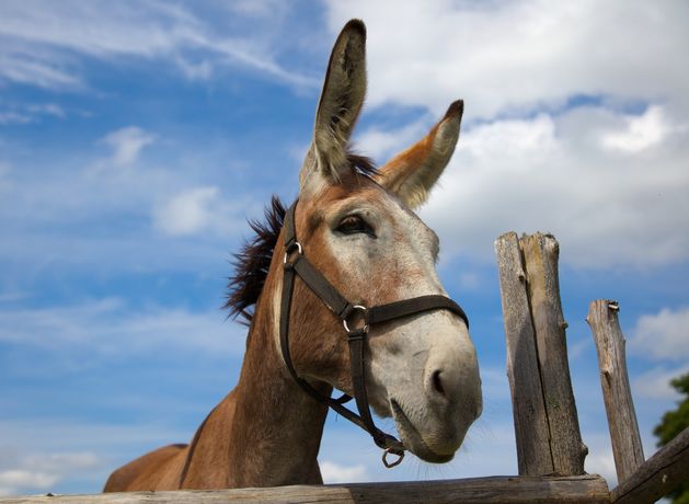 Woman settles personal injuries claim with owner of Jack donkey who tried to mount her horse