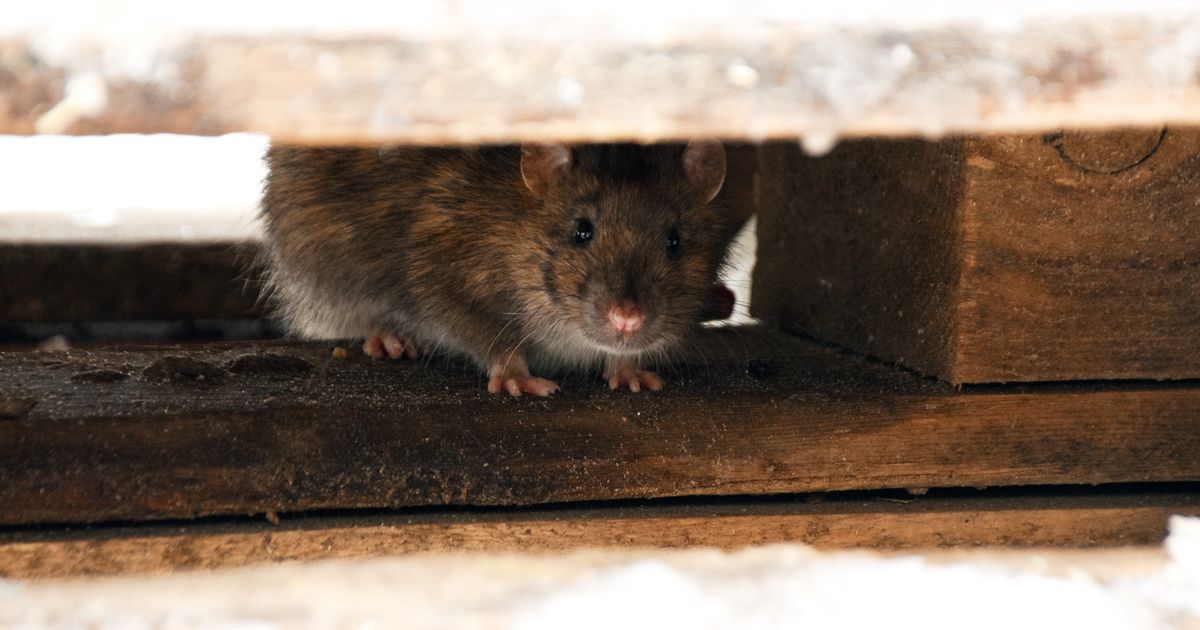 Irish homeowners warned of influx of rats over the Christmas period