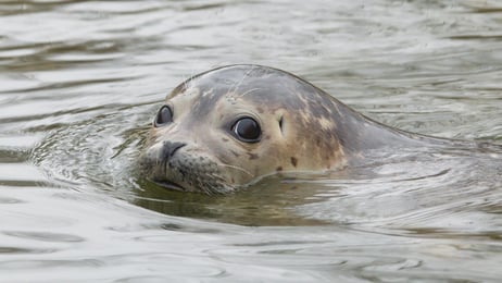 Investigation starts into disappearing seals in Wadden Sea