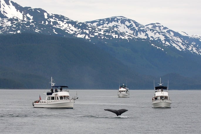 Ocean heat wipes out half specific seabirds around U.S. Alaska: study