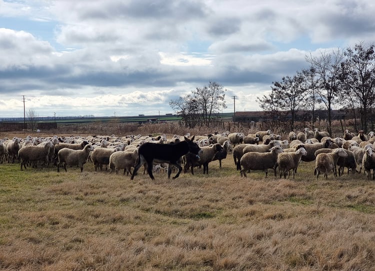 No Outbreaks of Goat Plague Detected in Plovdiv Region, Epizootic Commission Says 