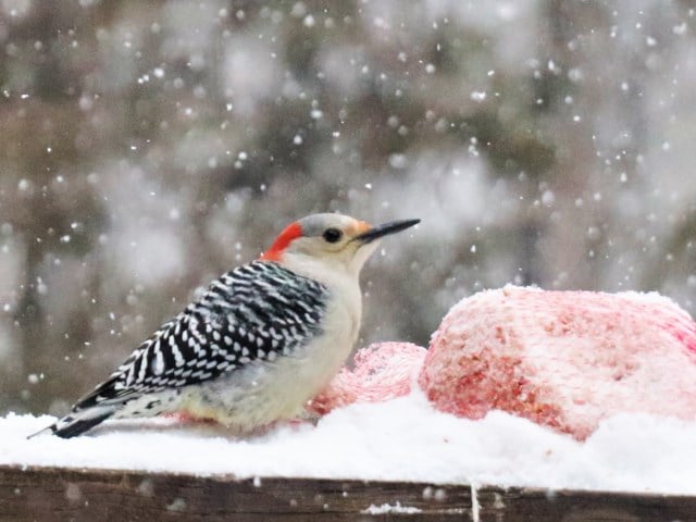 Sault Ste. Marie Christmas Bird Count - Dec 14, 2024