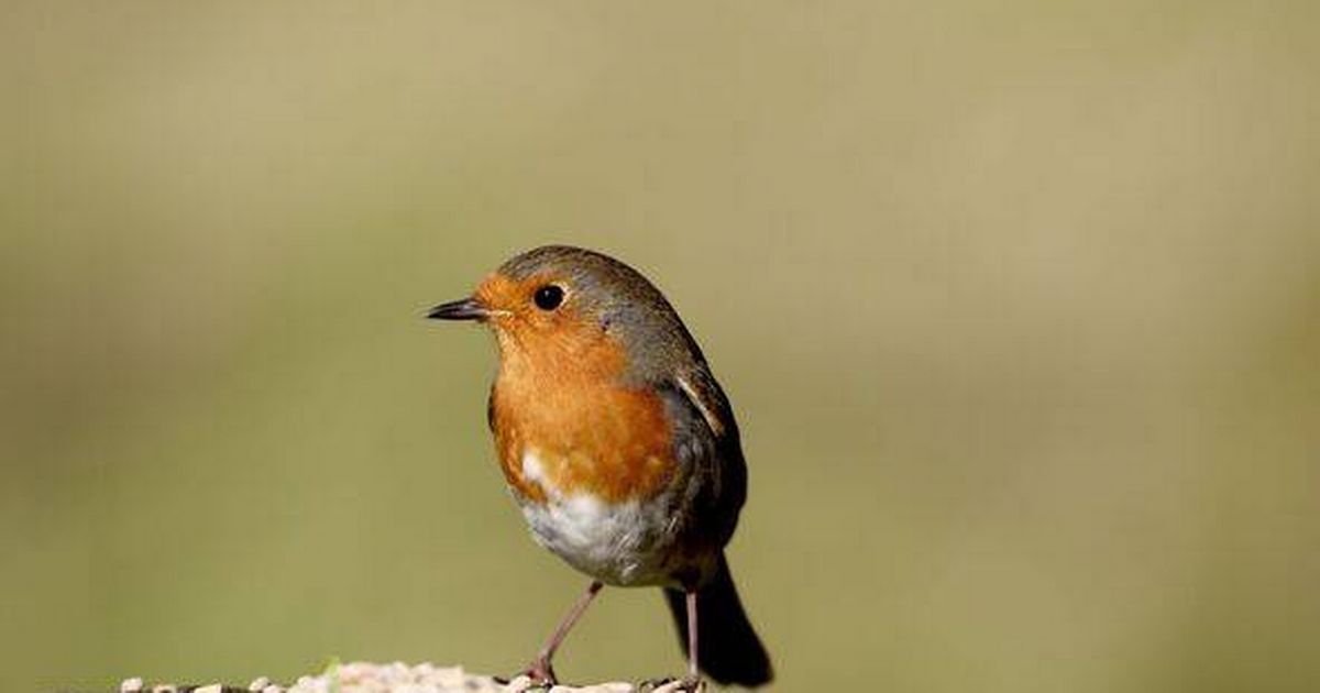 Gardeners given urgent warning to stop them doing this one thing to robins