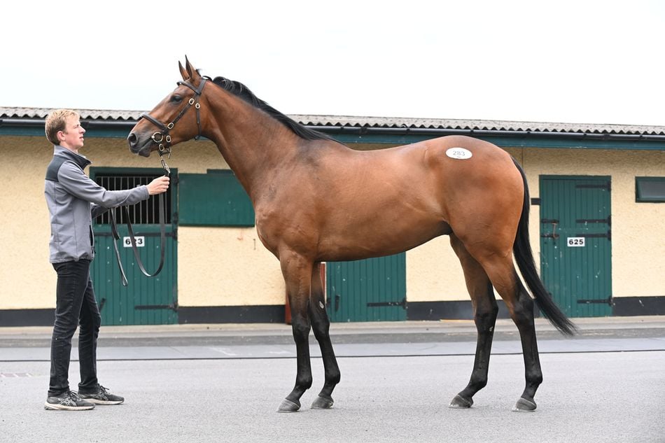 'National Hunt racing needs an injection of innovation and vibrancy' - why Ireland feels academy hurdles are necessary in face of French-bred onslaught