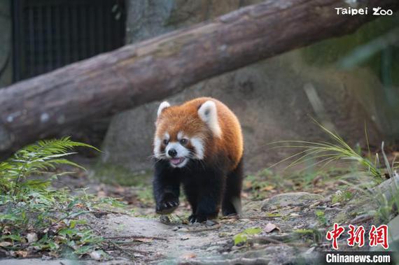 Shanghai, Taipei zoos to jointly seek mates for red pandas