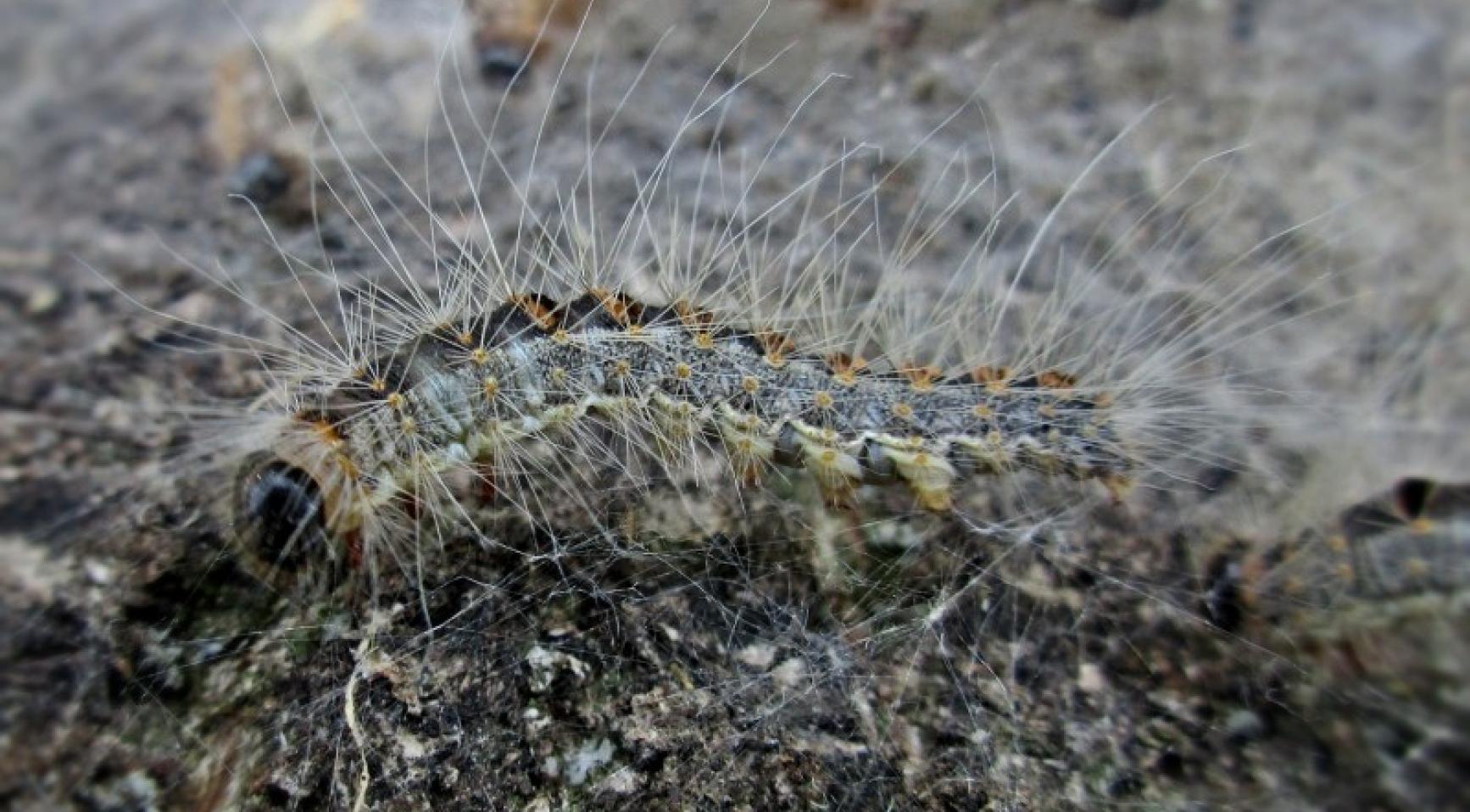 Little nuisance expected from poisonous caterpillars next year