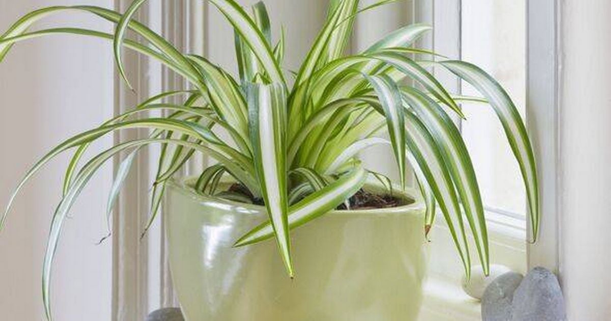 Houseplants that 'act as natural dehumidifiers' to prevent condensation and mould