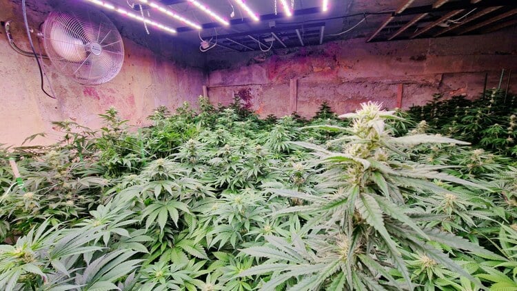 Police Officers Discover Drug Den with 279 Hemp Plants near Varna