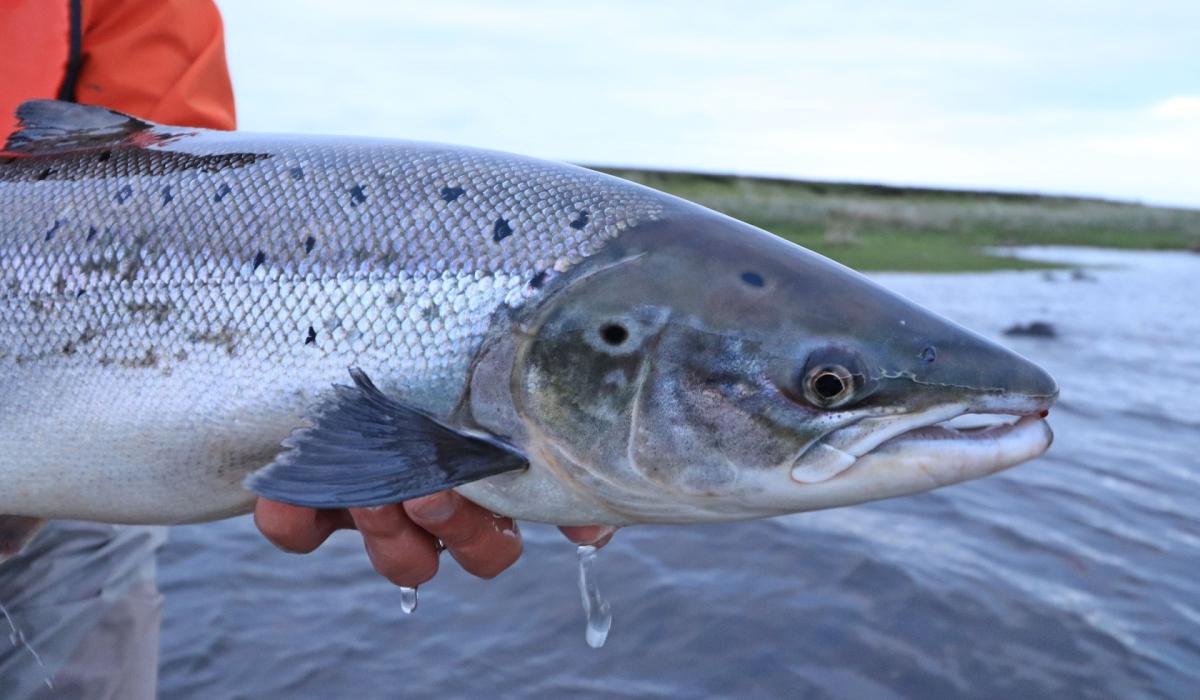 Call for salmon poaching to be reported as species suffers catastrophic decrease