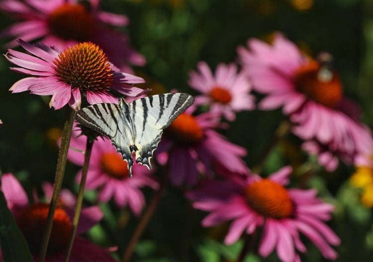 Biodiversity and Agricultural Knowledge Network to Start in January 2025