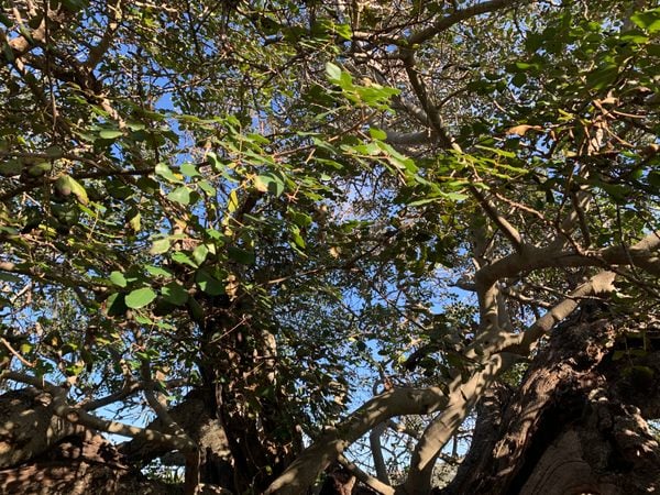 The Xemxija Old Carob Tree in St Paul's Bay, Malta