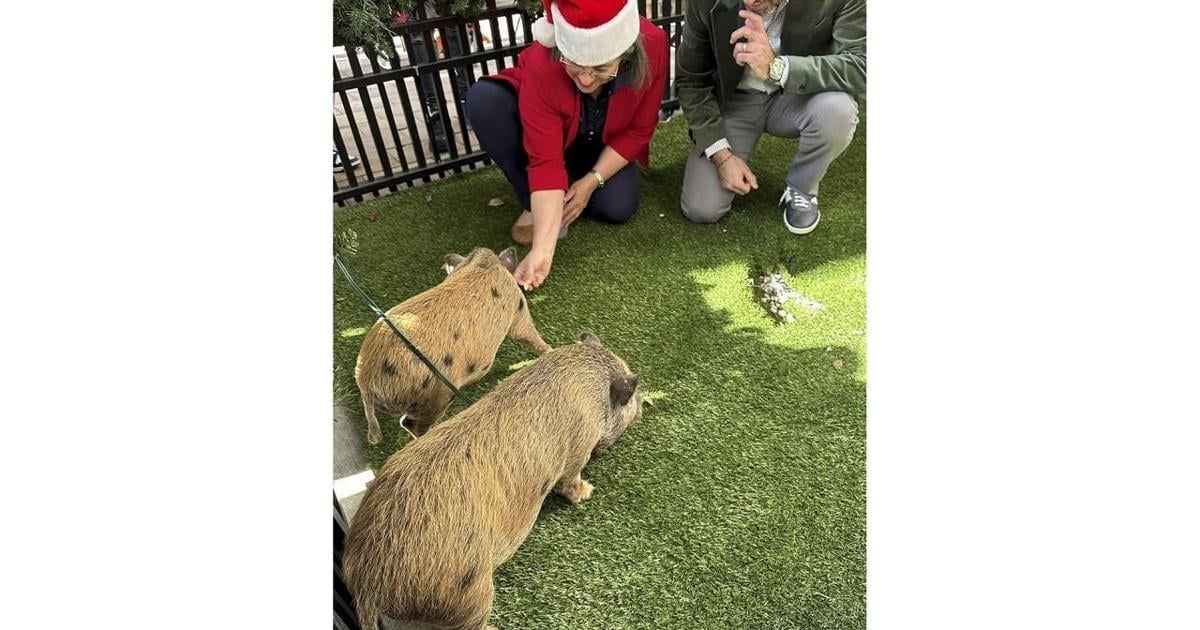 Baby pigs get Christmas pardon from Florida mayor in a Cuban twist on White House turkey tradition