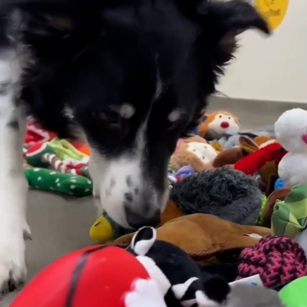 WATCH: Rescue dogs pick their Christmas presents for 'Santa Paws Day'