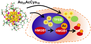 Gold nanoclusters Au25AcCys18 normalize intracellular ROS without increasing cytoplasmic alarmin acHMGB1 abundance in human microglia and neurons